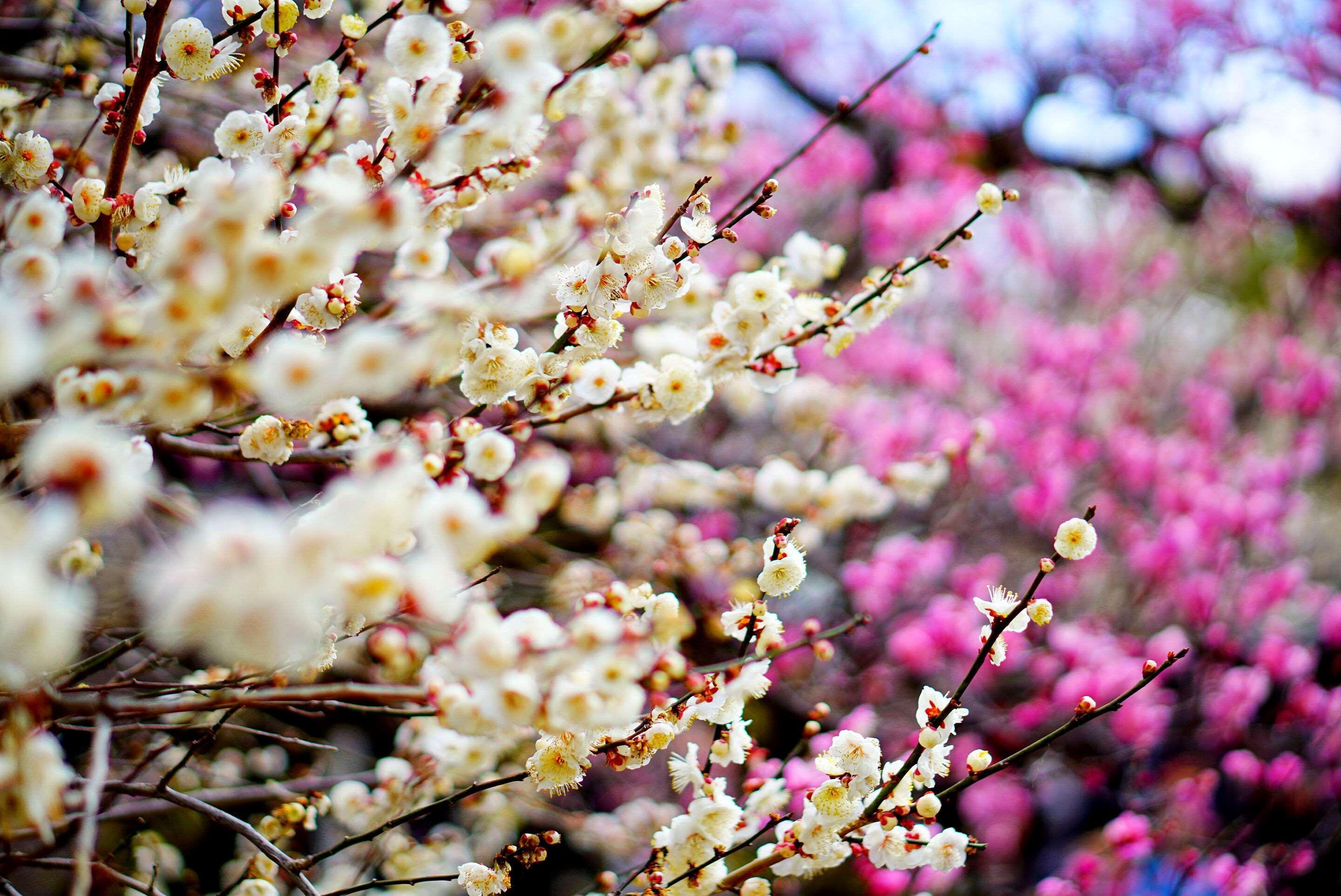 Hotel Wbf Kyoto Shijo Nishikitei Zewnętrze zdjęcie
